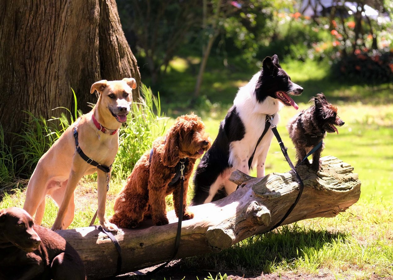 Fitnessurlaub mit Hund in Deutschland Fitnessurlaub mit Hund in Deutschland